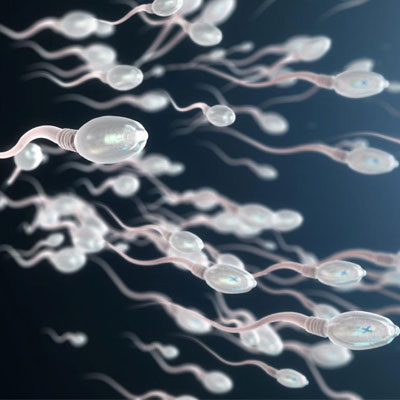 Testosterone and Sperm Production