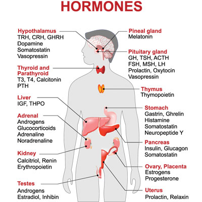 Bioidentical Hormones: What Are They?