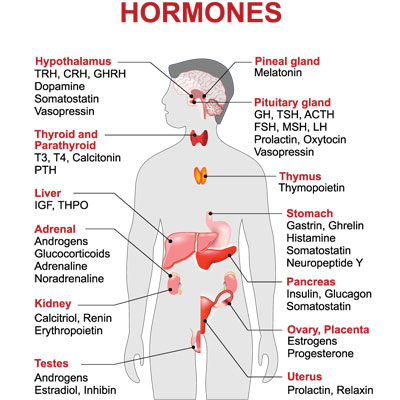 Prolactin Hormone Function Production Normal Ranges