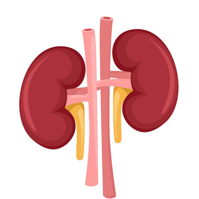 HGH Effects on Kidneys