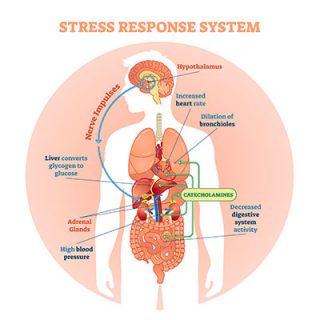 Stress Hormones: Cortisol, Epinephrine (adrenaline), Norepinephrine