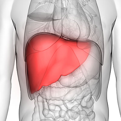 IGF is Made by the Liver.