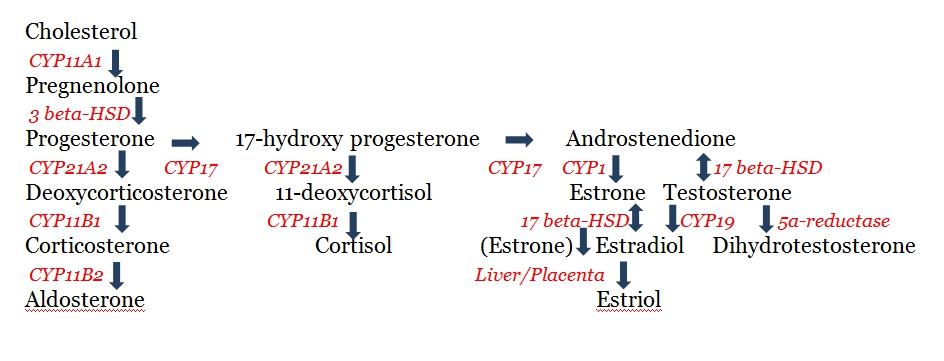 Cholesterol