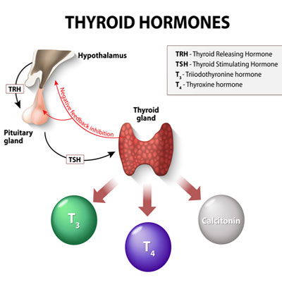 HGH Effect on Thyroid Gland and Thyroid Hormones
