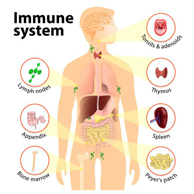 How HGH Affects Immune System