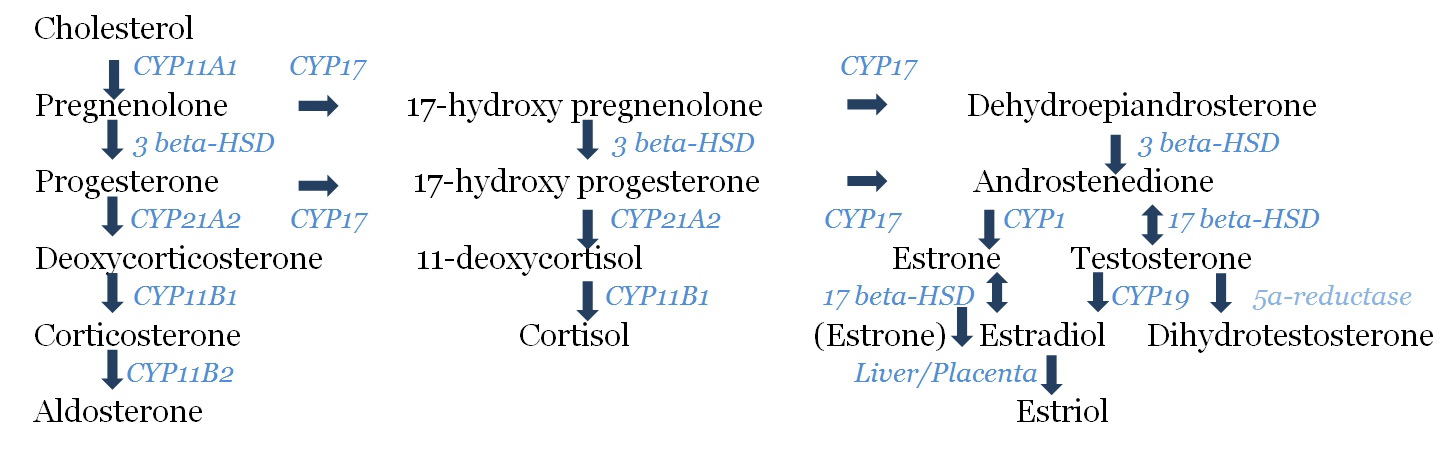 The enzyme names and abbreviations