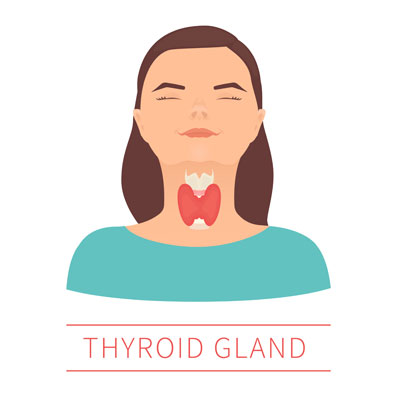 Thyroid Gland