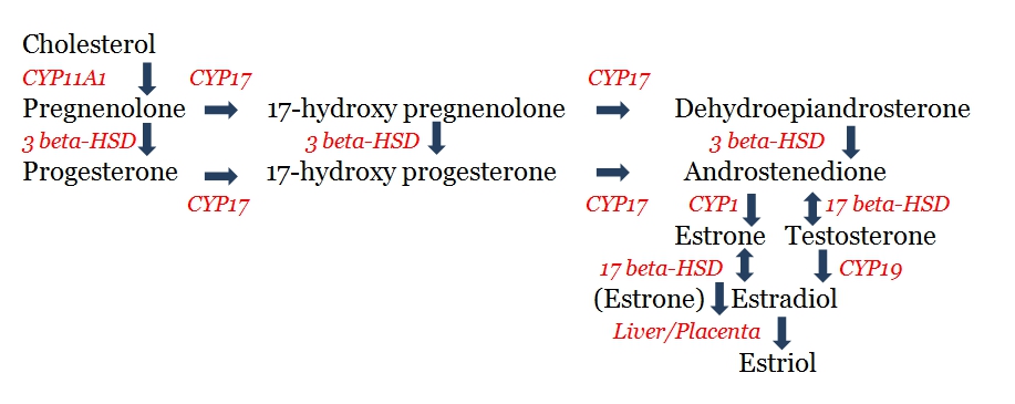 Synthesis of oestrogen