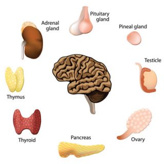 Endocrine System and Hormones Relationship