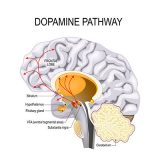 Testosterone and Dopamine Interaction