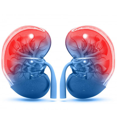 What Does Testosterone Do to Your Kidneys