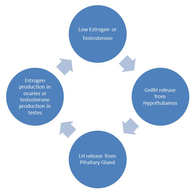 How Does the Body Produce Luteinizing-Hormone