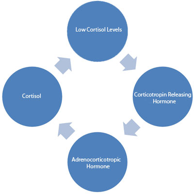 Cortisol Hormone