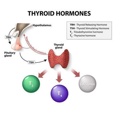 Thyrotropin Hormone: History, Function, Clinical Significance
