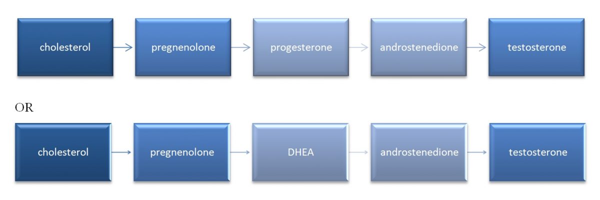 How is testosterone made from cholesterol