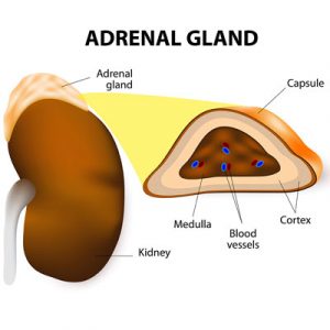 what hormones do adrenal glands produce