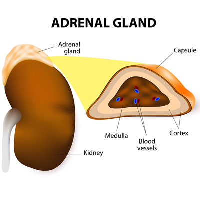 what hormone does adrenal gland produce