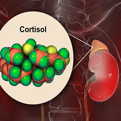 What is Cortisol?